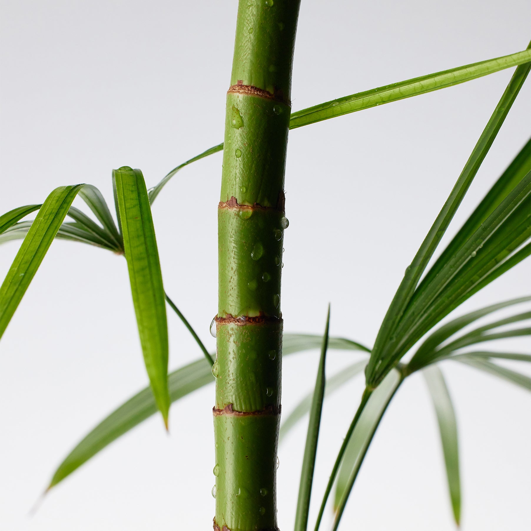 Purito Mighty Bamboo Panthenol Cream